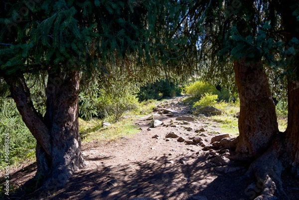 Fototapeta Mountain path between coniferous trees