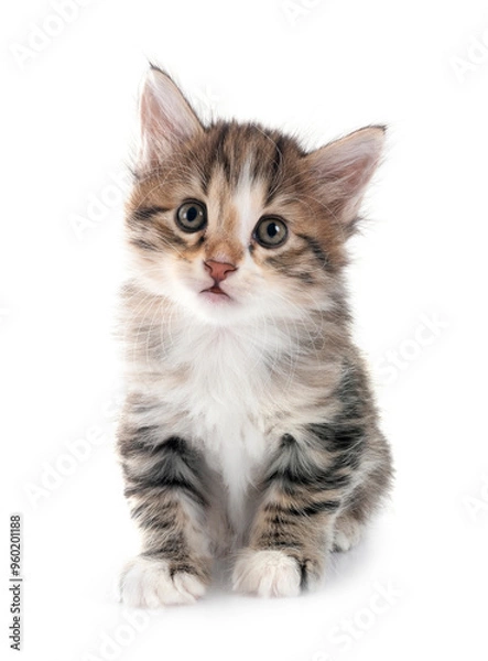 Fototapeta young Kurilian Bobtail in studio
