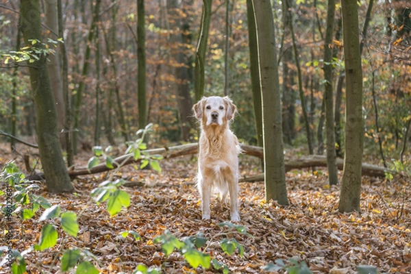 Obraz golden retriever