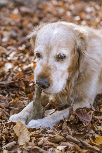 Obraz golden retriever