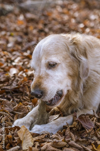 Obraz golden retriever