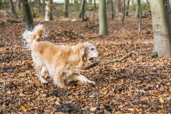 Obraz golden retriever