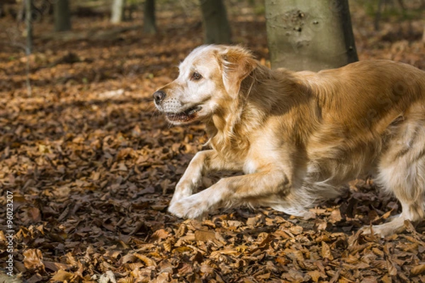 Obraz golden retriever