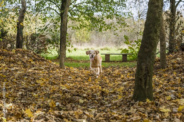Obraz golden retriever