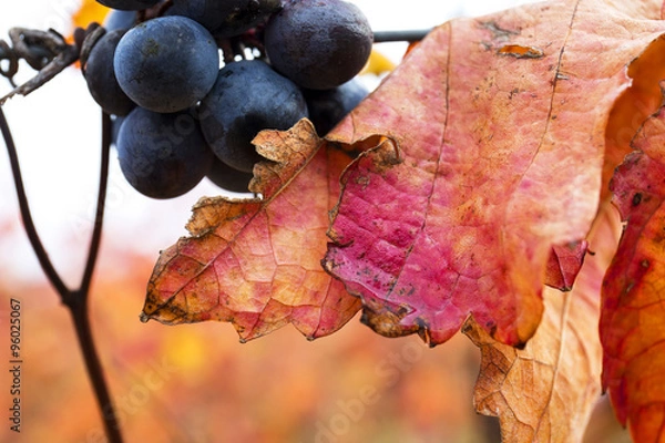 Fototapeta Grape closeup in autumn with red leaves
