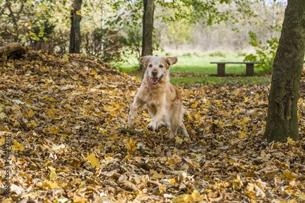 Obraz golden retriever