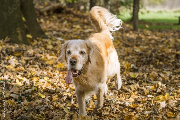 Obraz golden retriever
