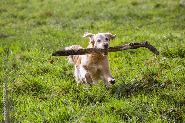 Obraz golden retriever