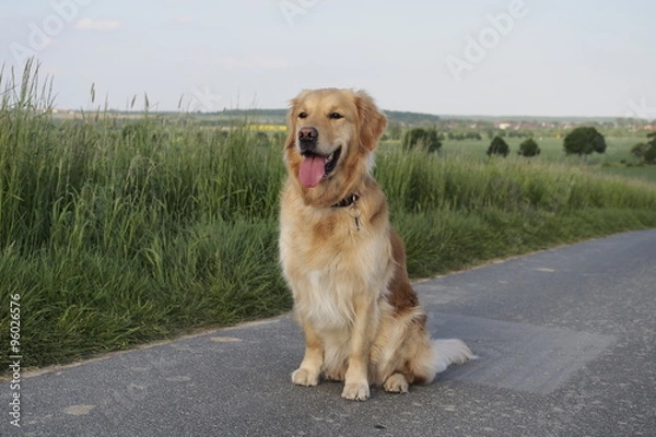 Obraz Hund am Feldweg