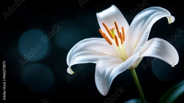 Fototapeta Detailed macro shot of a white lily with soft diffused light, dark moody backdrop, Artistic Photography, High contrast, Elegant composition