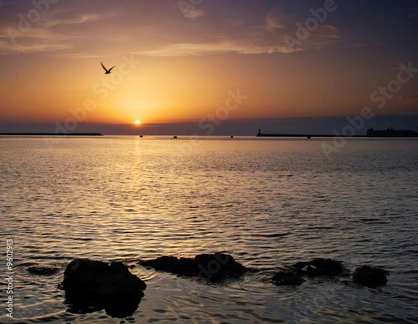 Obraz sea sunset with a seagull