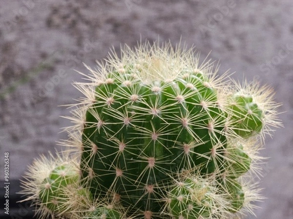 Fototapeta cactus in a garden
