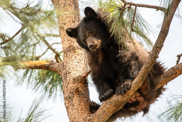 Fototapeta Black bear in a tree