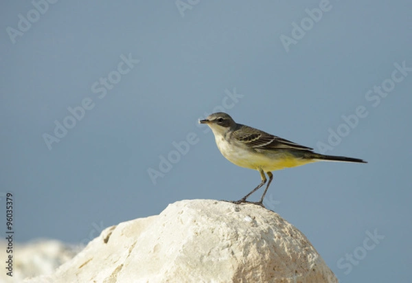 Obraz Beautiful yellow wagtail
