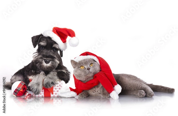 Obraz dog and cat and kitens wearing a santa hat