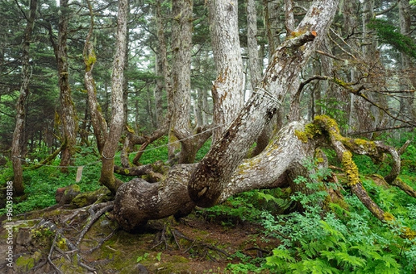 Fototapeta Gnarled and bent tree trunks on Mt Roberts above Juneau, Alaska