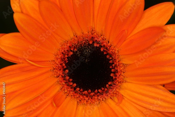 Obraz orange macro gerbera flower