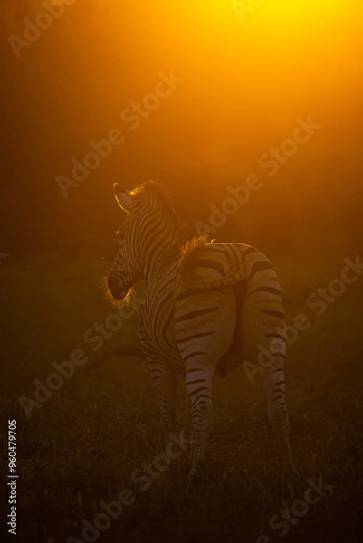 Obraz Zebra silhouette