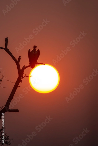 Obraz Vulture silhouette