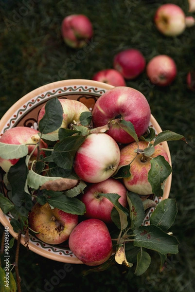 Fototapeta Ripe pink apples on a plate against a backdrop of dark grass. Contrasting image. Selective focus.