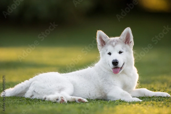 Obraz Alaskan Malamute