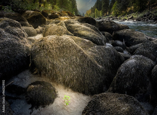Fototapeta Wenatchee River