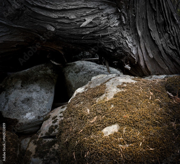 Fototapeta Moss tree boulder river fall nature landscape