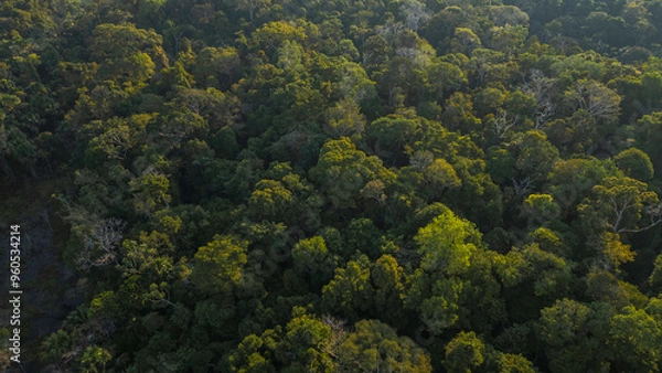 Fototapeta Peruvian Amazon rainforests, aerial photos taken with drone of the Amazon, biodiverse forests, with a large number of trees