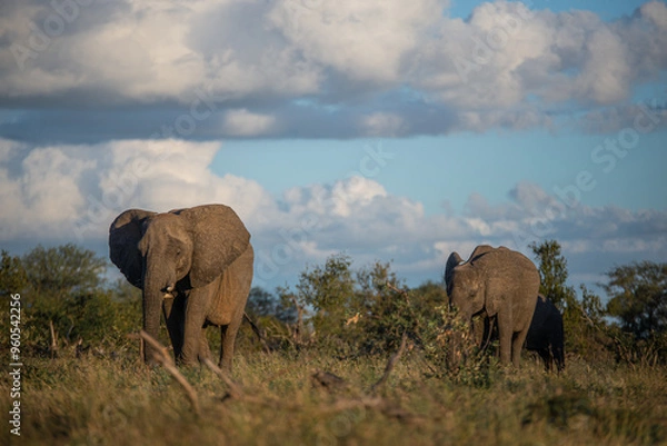 Obraz Elephant herd