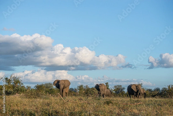 Obraz Elephant herd