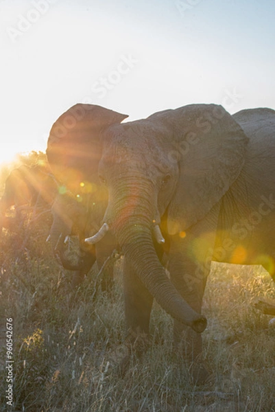 Obraz Elephant at sunset