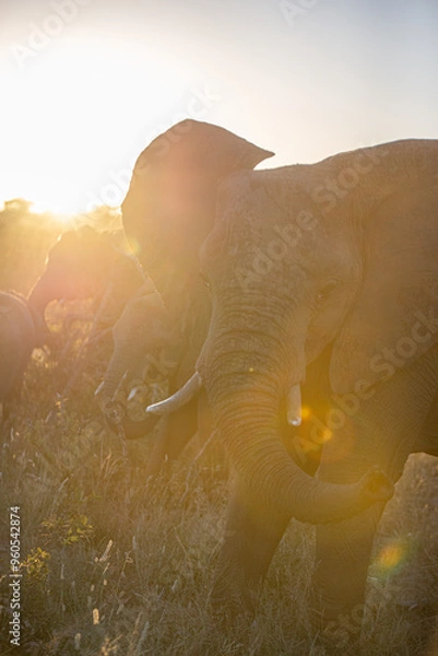 Obraz Elephant at sunset