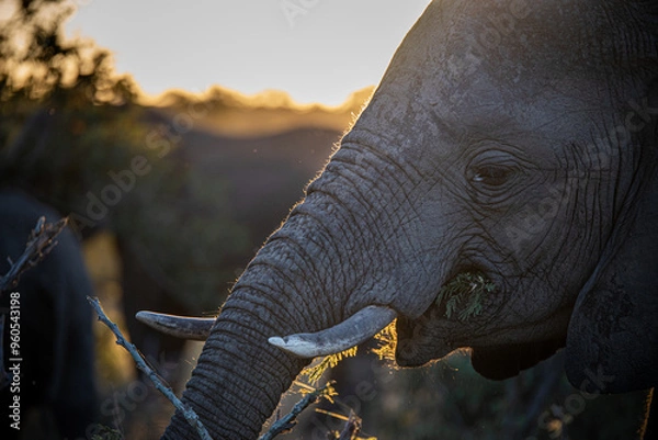 Obraz Elephant at sunset