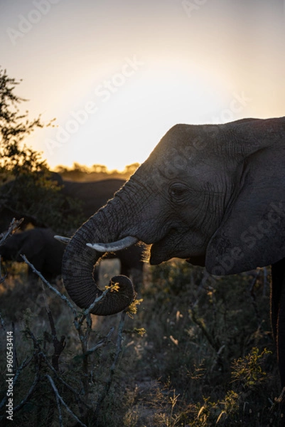 Obraz Elephant at sunset