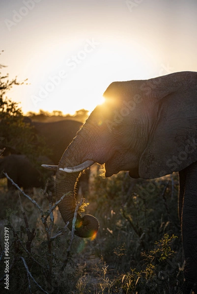 Obraz Elephant at sunset