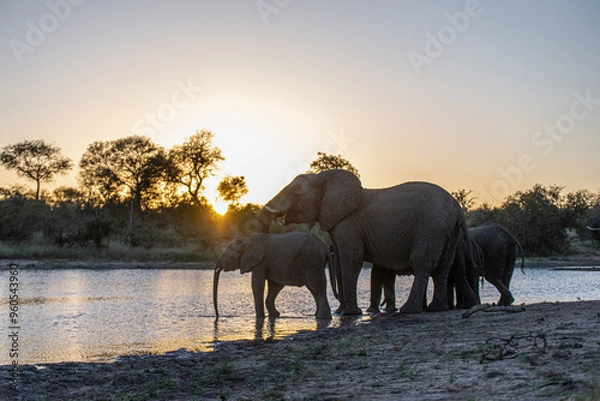 Obraz Elephant at sunset
