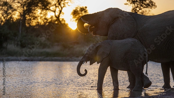 Obraz Elephants at sunset