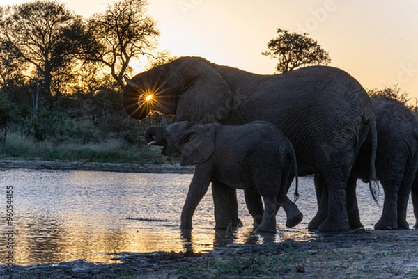 Obraz Elephant at sunset