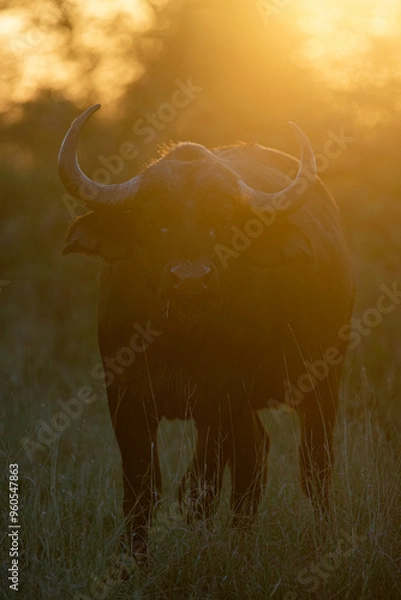 Obraz Cape buffalo portrait