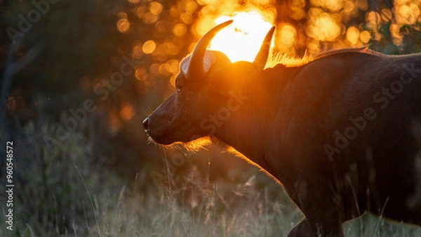 Obraz Cape buffalo at sunset