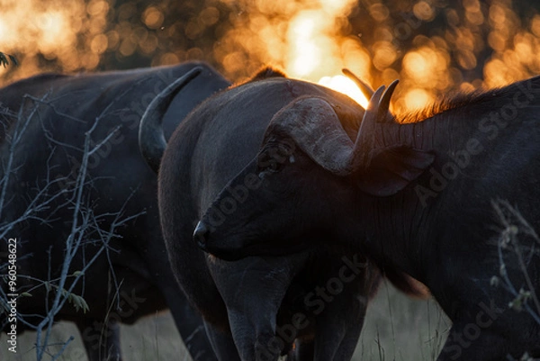 Obraz Cape buffalo at sunset