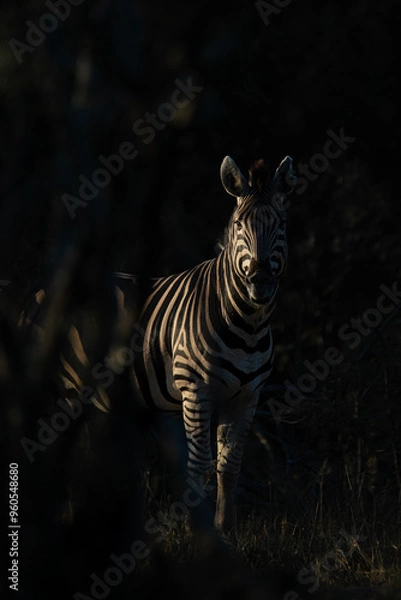 Obraz Burchell's zebra