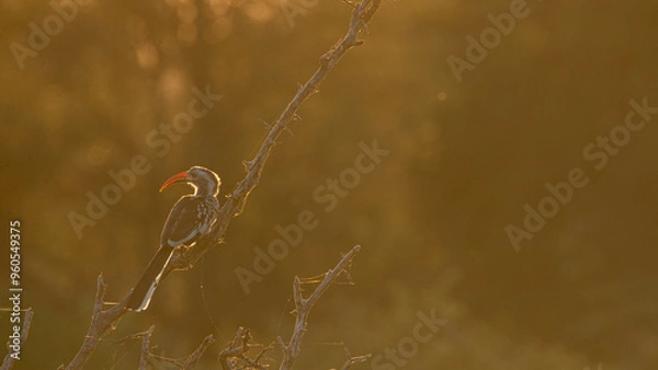 Obraz Red-billed hornbill