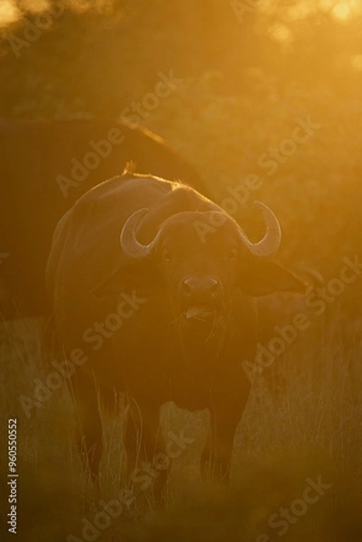 Obraz Cape buffalo