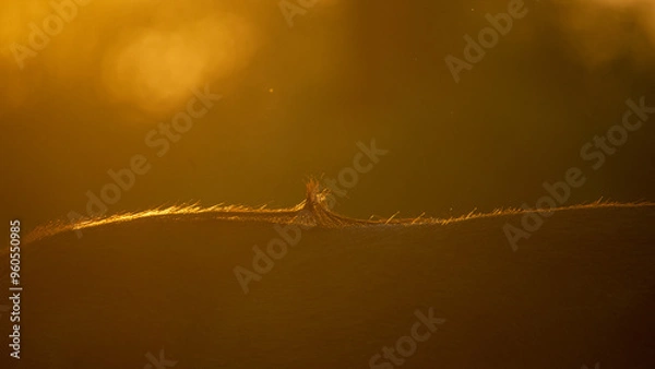 Obraz Cape buffalo fur