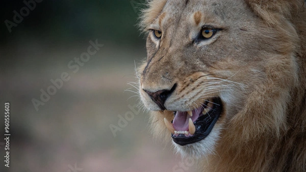 Obraz Lion snarl
