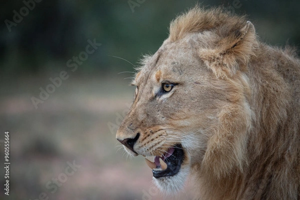 Obraz Male lion side profile