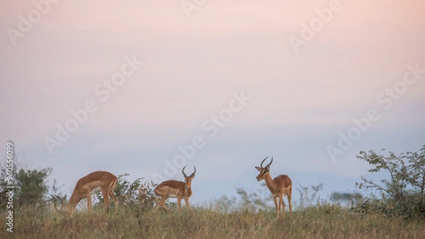 Obraz Impala at sunrise