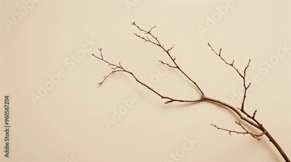 Fototapeta Close-Up of a Dry, Leafless Branch Against a Neutral Backdrop – Ideal Stock Image for Themes of Nature, Wilderness, Simplicity, and Organic 