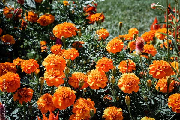 Obraz red and yellow tulips